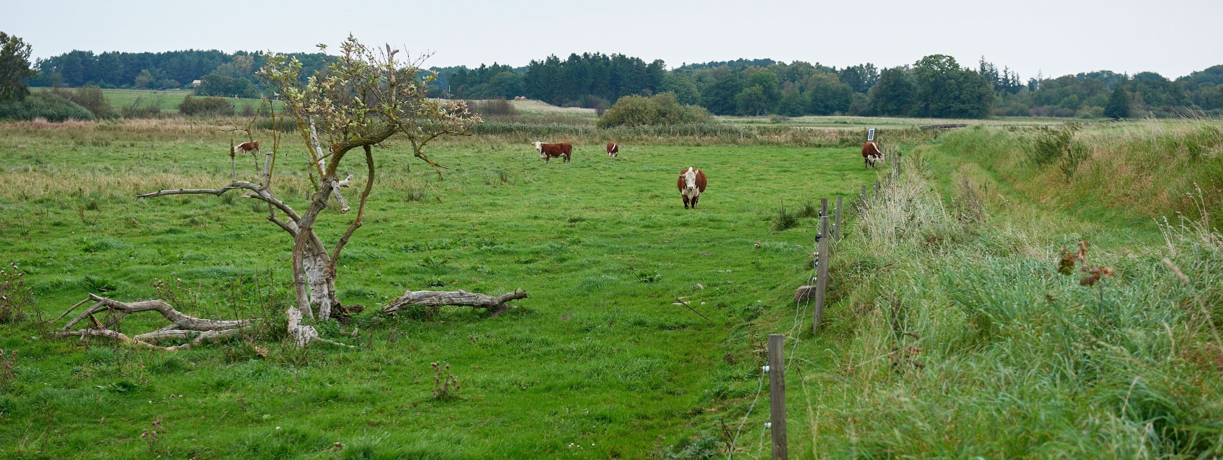 Natur på ejendommen