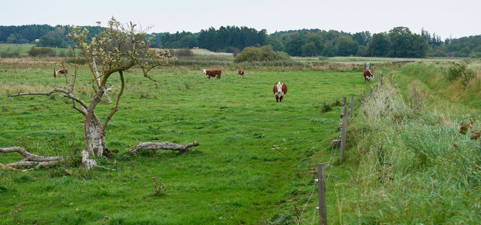 Natur på ejendommen