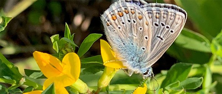 biodiversitet