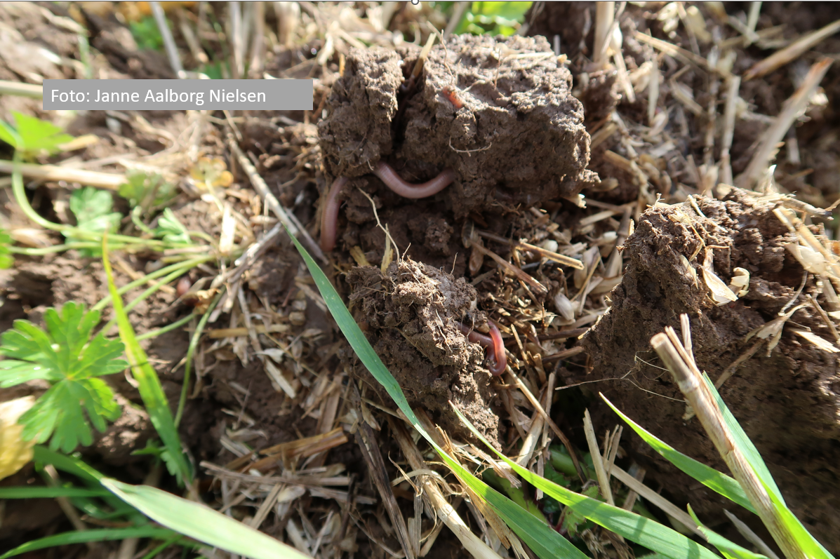 World Soil Day