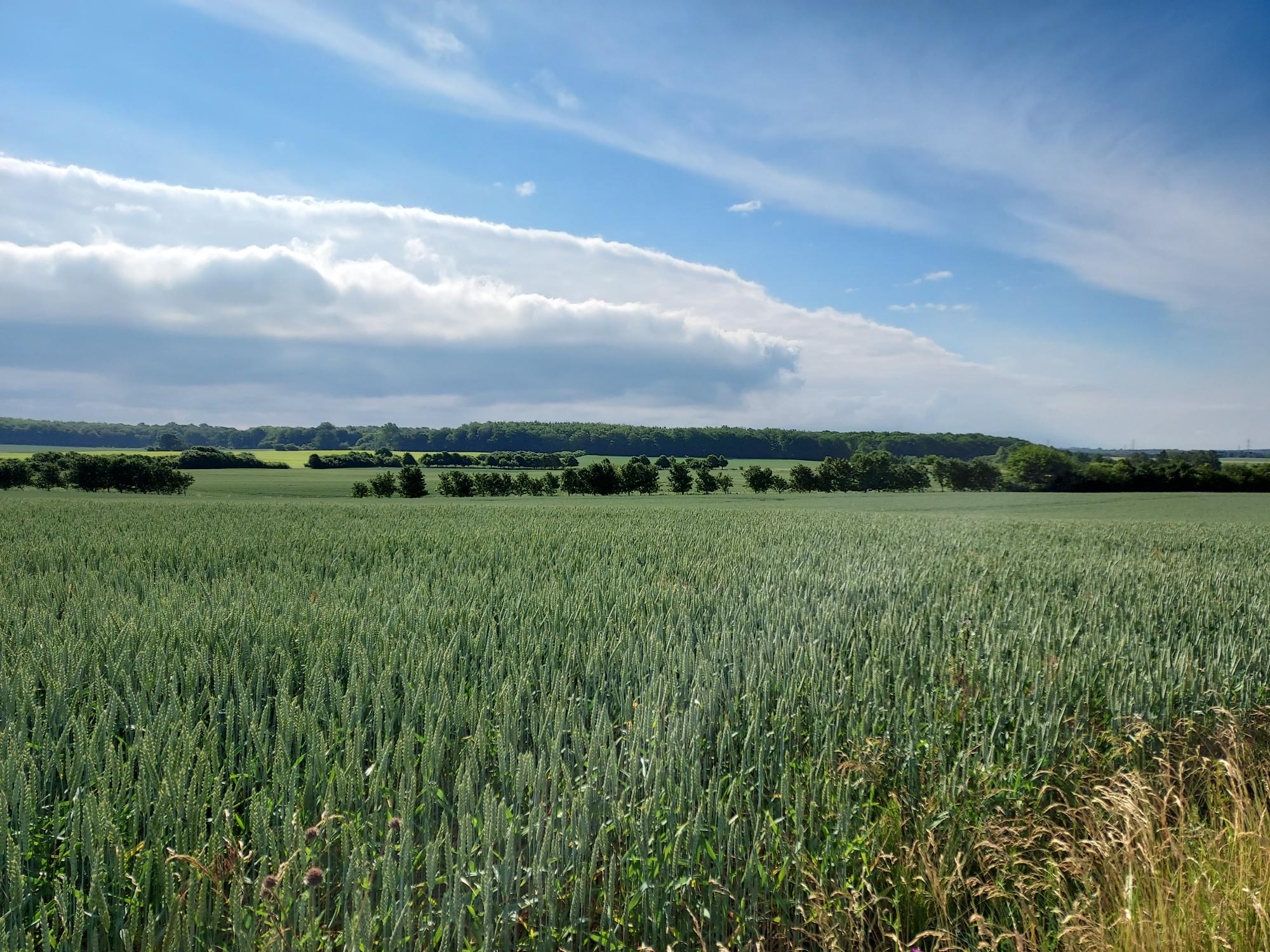 Grøn trepart